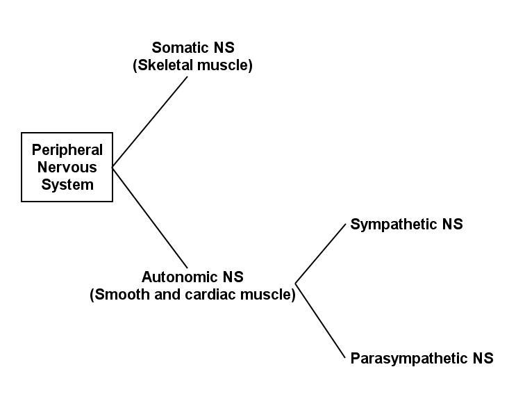 It lies under the influence of the visceral nervous system and works autonomously at the same time. Nervous Control Of The Smooth Muscle Labster Theory