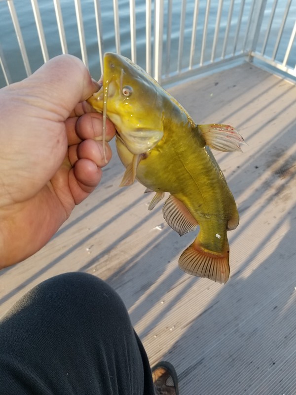 Some people think that in ponds you can't catch a big fish, but anyone fishing for catfish in . Caught A Flathead Catfish On Stratton Pond Hurricane Pond Grandpa S Fishing Pond Using A Hotdog