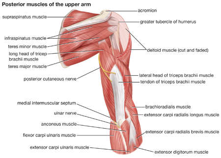 You can't use your smooth muscles to make a muscle in your arm or jump into. Stock Illustration - A posterior view of the muscles of ...