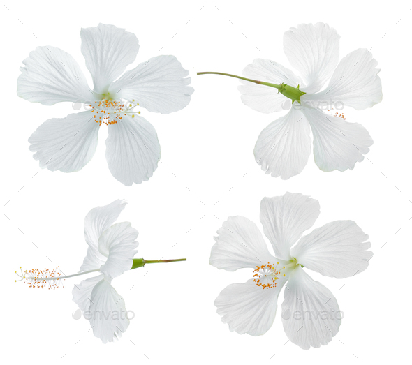 Both naturally grow as a narrow . White Hibiscus Flower Isolated On White Background Stock Photo By Sommai