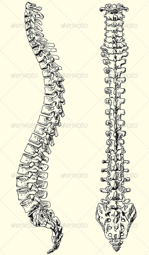 You can download in.ai,.eps,.cdr,.svg,.png formats. Human Spine by paulrommer | GraphicRiver