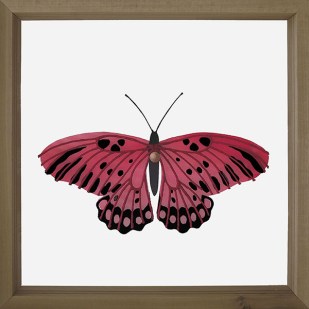 Annalisa Di Meo B s-composed 3, 2018 - spago colorato, legno, carta e acrilico su doppia lastra di plexiglas - 34,5 x 34,5 x 7 cm entomologia butterly colore lepidotteri farfalla