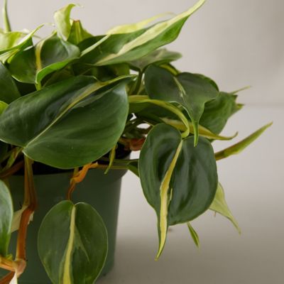 Philodendron hederaceum lemon lime has a bold foliage and young leaves look neon. Philodendron Yellow Stripe Plant - Terrain