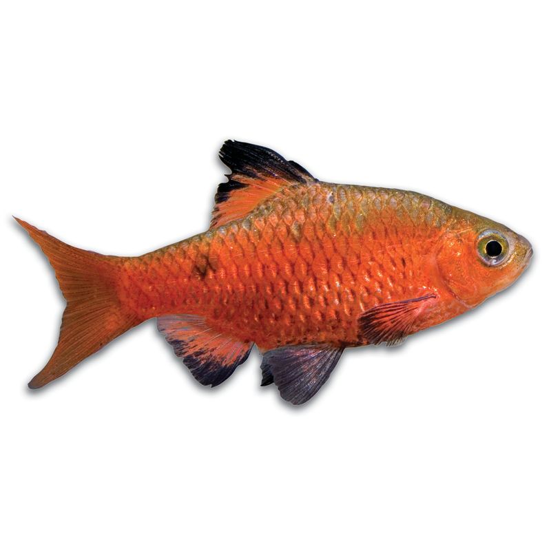 Going on vacation is one of the best experiences — you get to escape responsibilities, see a new place and create new memories. Pet Fish for Sale: Tropical and Freshwater Fish | PetSmart