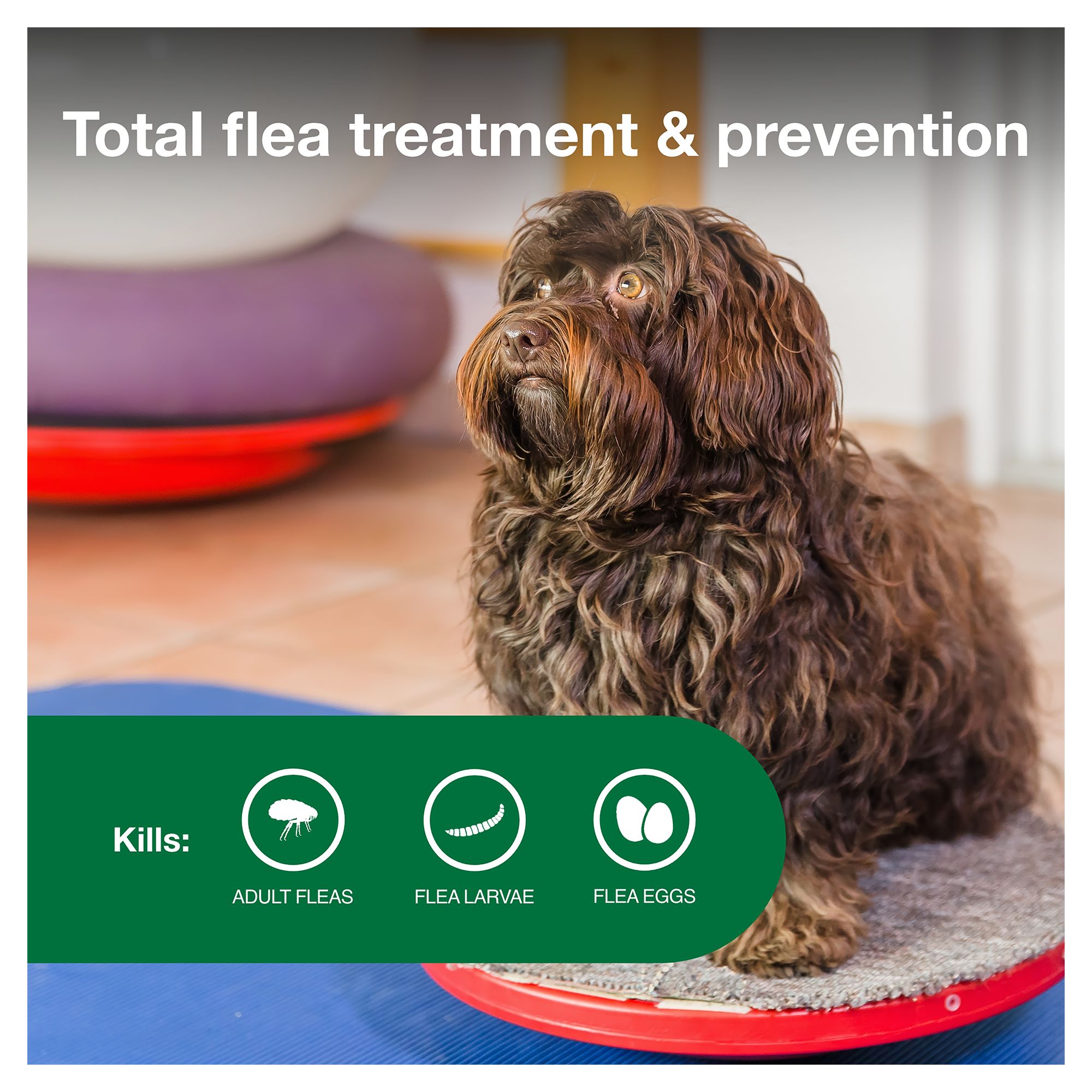 Tapeworm dewormer for cats packaging with a tablet. Petsmart Dog Training Shawnee Ks - SPETW