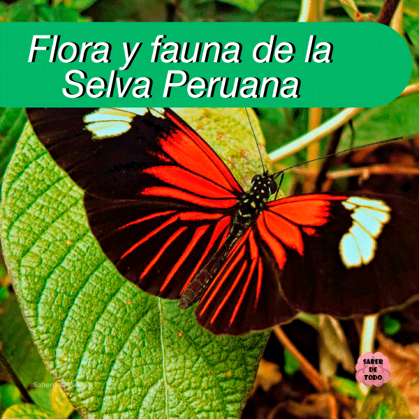 We may earn commission on some of the items you choose to buy. FLORA Y FAUNA DE LA SELVA PERUANA, todo lo que necesitas saber
