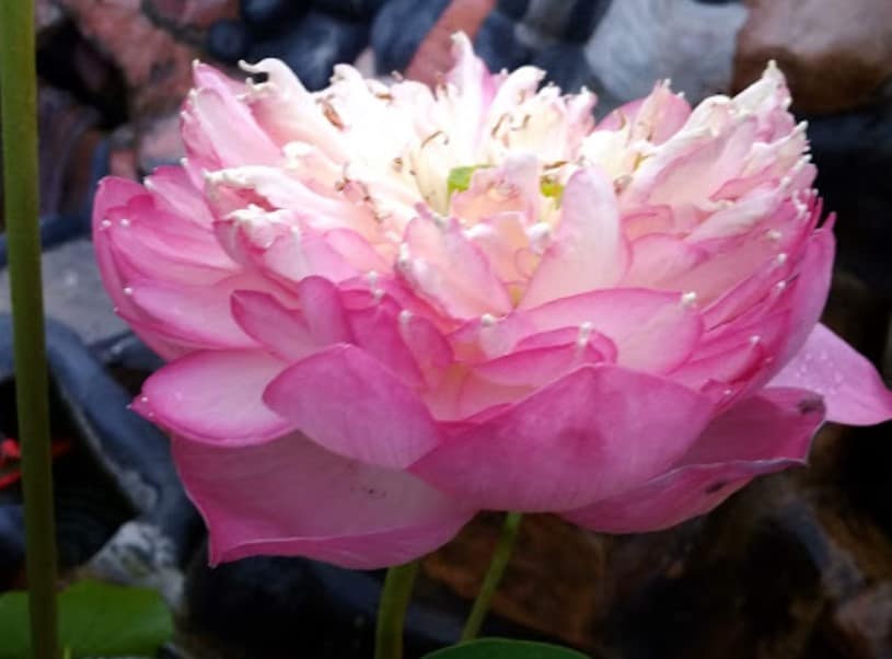 75+ Gambar Bunga Cantik, Indah, Bagus, Comel (Foto, Wallpaper, Hd) 602_X_815_jpg