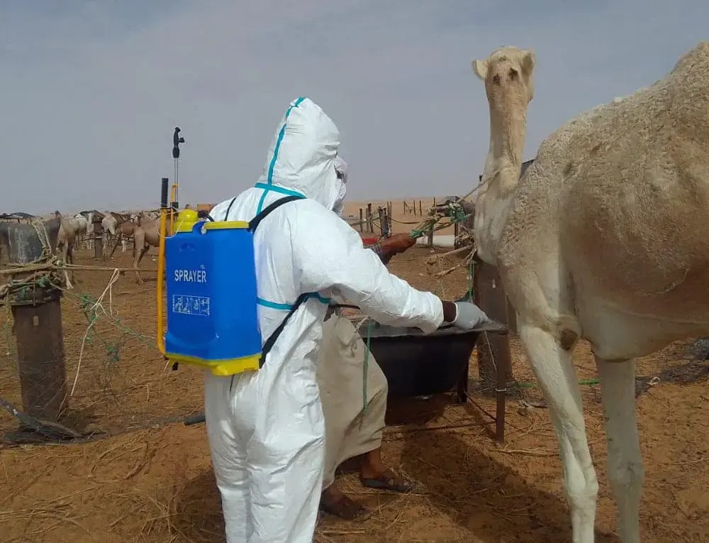 السنغال تعلن ارتفاع حالات حمى الوادي المتصدع في سان لويس السنغال تعلن ارتفاع حالات حمى الوادي المتصدع في سان لويس