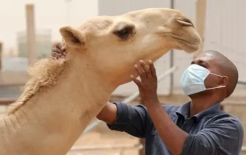 موريتانيا تسجل ثلاث وفيات بسبب حمى الوادي المتصدع