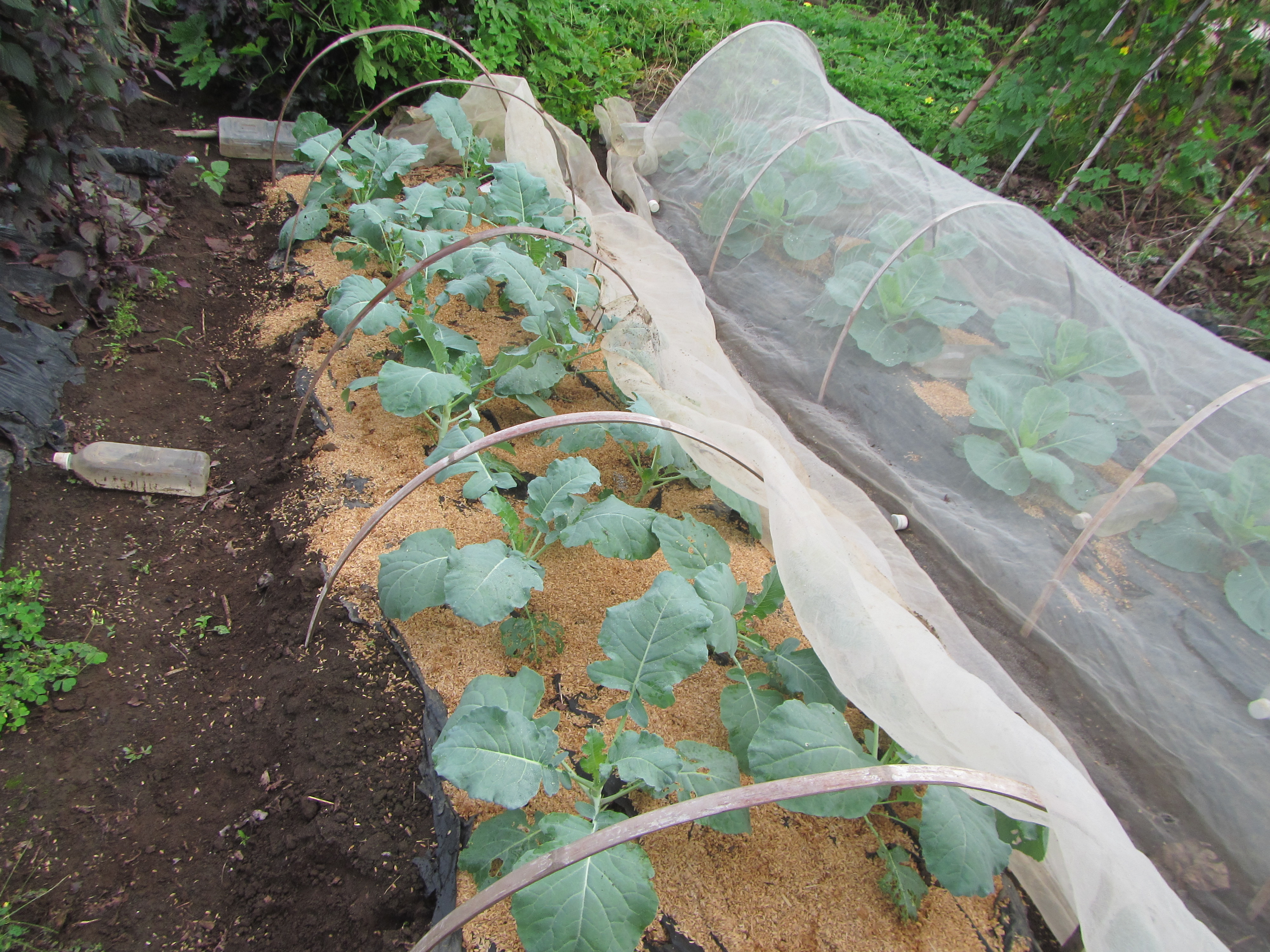 菜園おじさんのエコ野菜づくり | 有機・無農薬野菜づくりに挑戦して