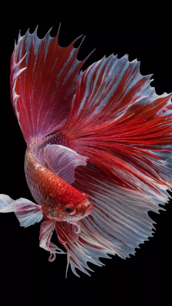 10 most beautiful freshwater aquarium fish for beginners 10 most beautiful freshwater aquarium fish for beginners