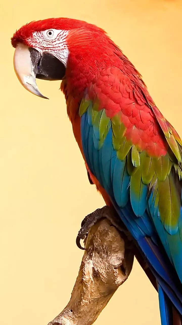 8 popular pet bird breeds that make amazing companions 8 popular pet bird breeds that make amazing companions