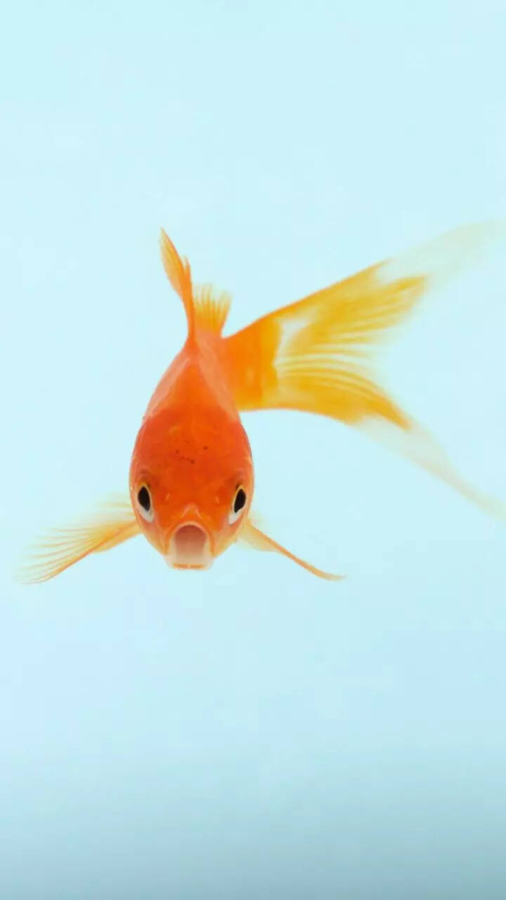 10 types of goldfish to have as pets in aquarium 10 types of goldfish to have as pets in aquarium