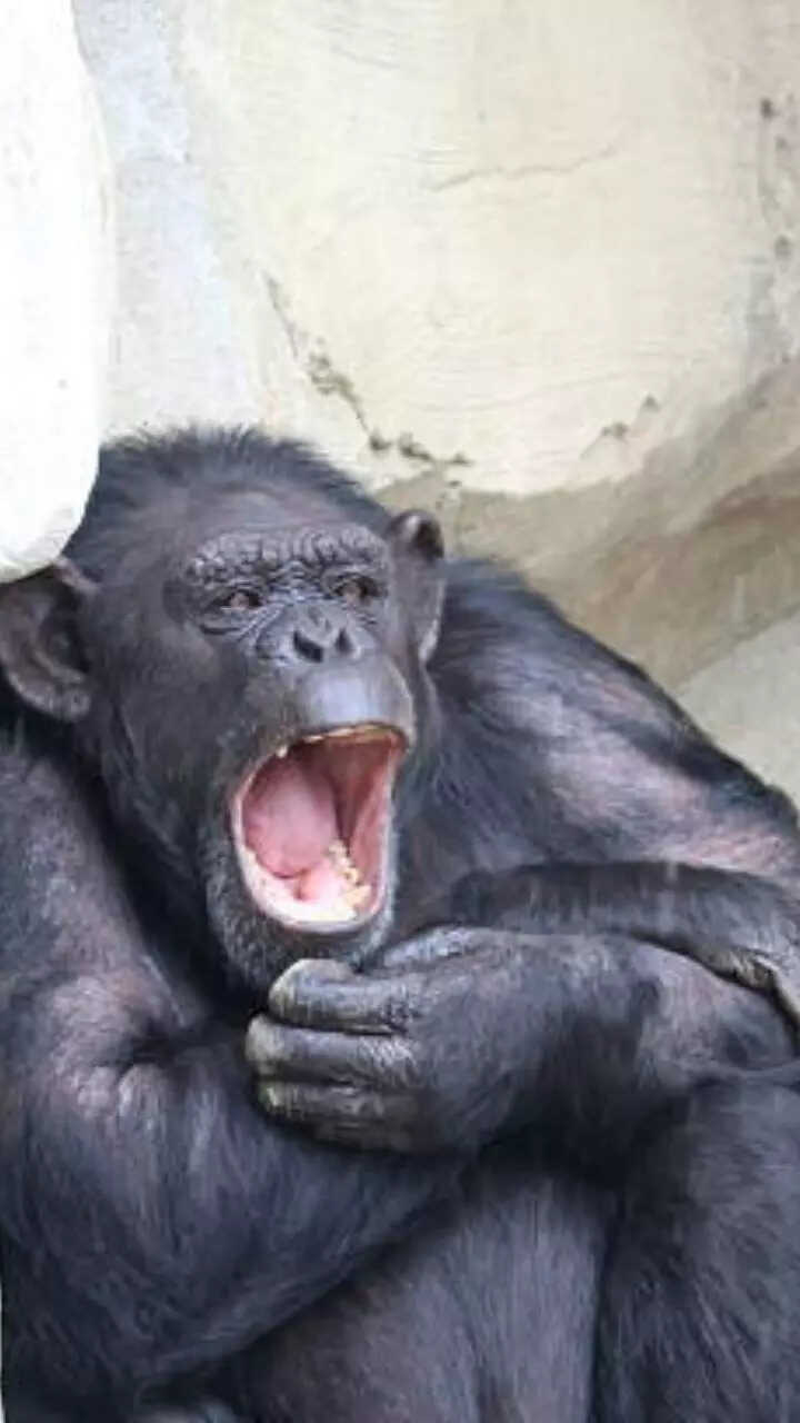 10 animals who are known to throw toddler like tantrums! 10 animals who are known to throw toddler like tantrums!