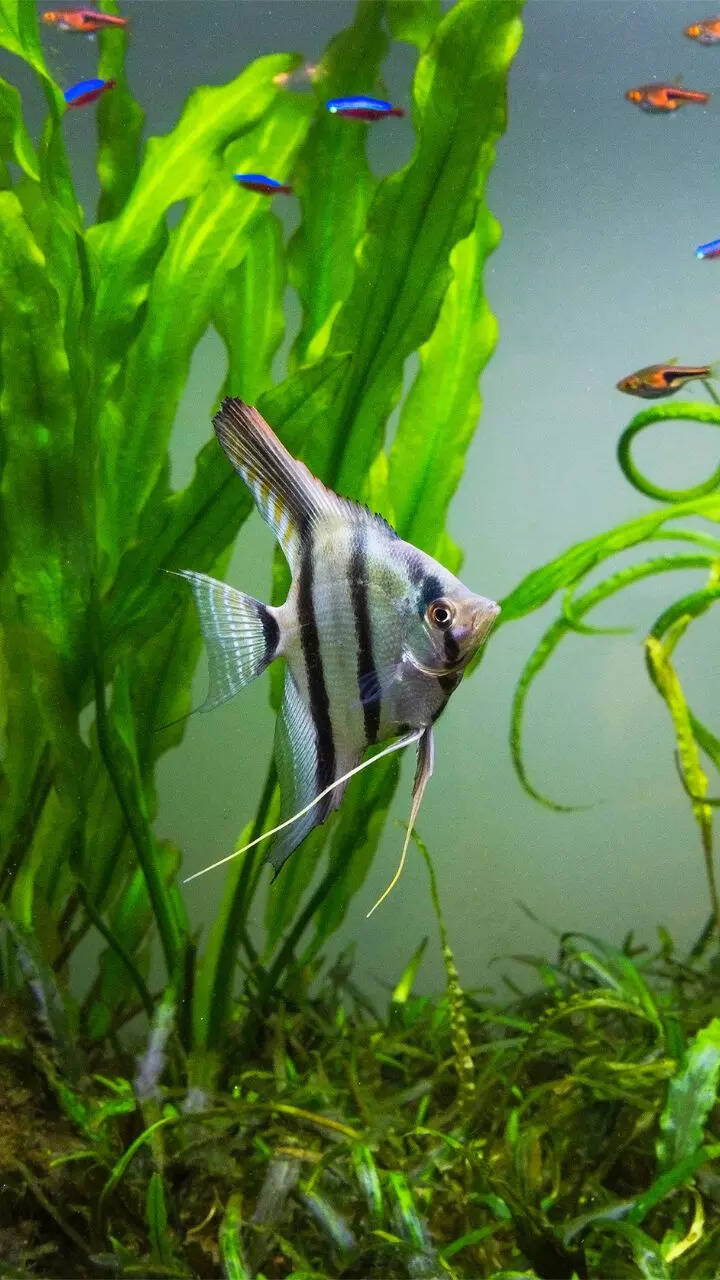 How to set up a planted aquarium at home and the types of fish to keep: 10-step guide How to set up a planted aquarium at home and the types of fish to keep: 10-step guide