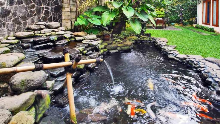 Kolam Terpal Indoor : 5 Tanaman Cantik Penghias Kolam Ikan - SAKTI DESAIN
