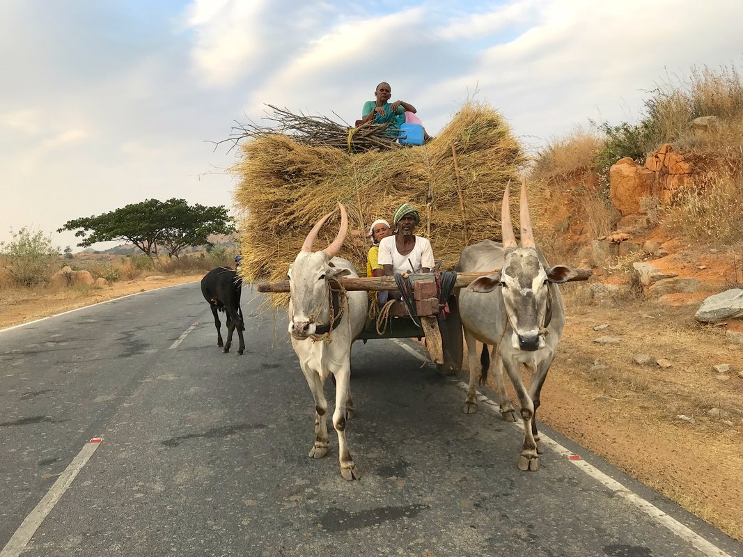 Indische Kuhe Sankranti