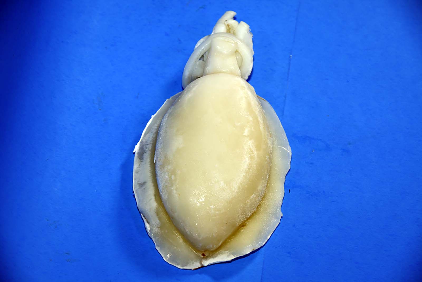 According to the majority of the sunni scholars, it is lawful to eat all sea animals. Is Cuttlefish Haram - Snack Cuttlefish Premium Slice