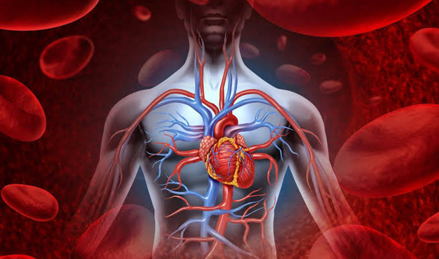 دراسة ترصد قدرة القلب على تكوين أوعية دموية بديلة بعد الجلطة