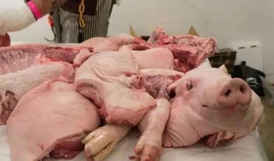 العراق.. السجن 10 سنوات لـ«قصّاب» يبيع لحوم الخنازير في النجف العراق.. السجن 10 سنوات لـ«قصّاب» يبيع لحوم الخنازير في النجف