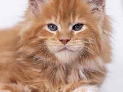 Maine Coon Breeders How To Choose The Very Best One