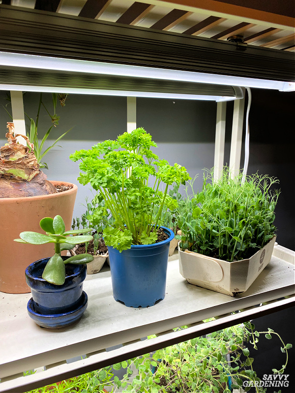 grow lights for overwintering plants