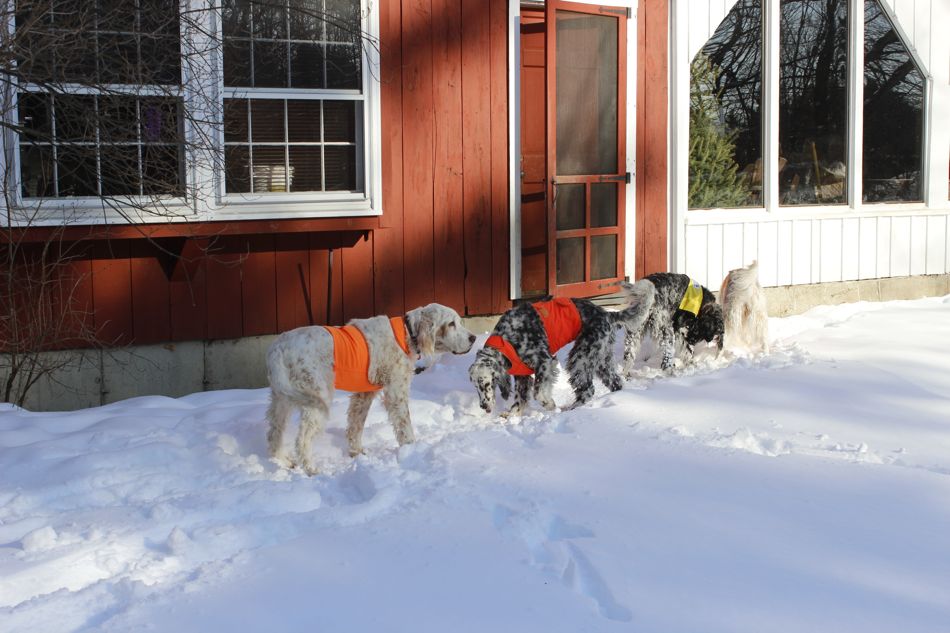 Snowshoes Fun With The Dogs On A Perfect Winter S Day Say Hello