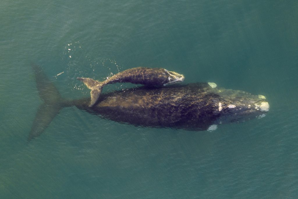 Overhead aerial view of a Southern Right Whale mom and her newborn calf off the coast of South Africa. AdobeStock AHTurner