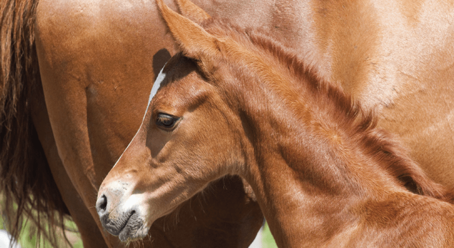 Equine Artificial Insemination
