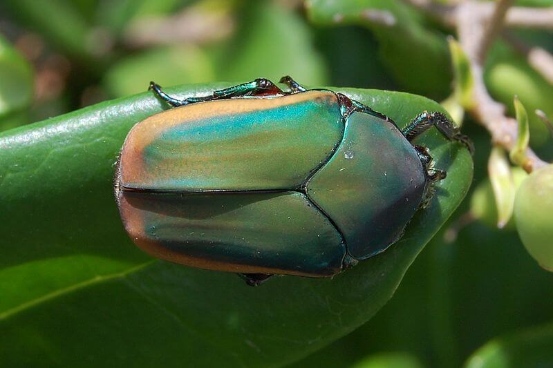 Scientists decipher the nanoscale architecture of a beetle's shell