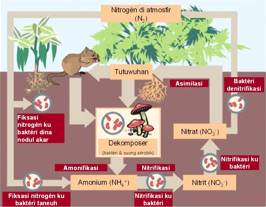 Fosfor merupakan salah satu jenis elemen yang penting dalam kehidupan, sebab semua makhluk hidup membutuhkan . Daur Biogeokimia Science Booth