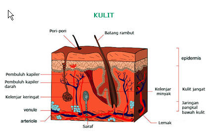 Pada permukaan kulit terdapat kelenjar keringat yang . February 2014 Science Booth Page 4