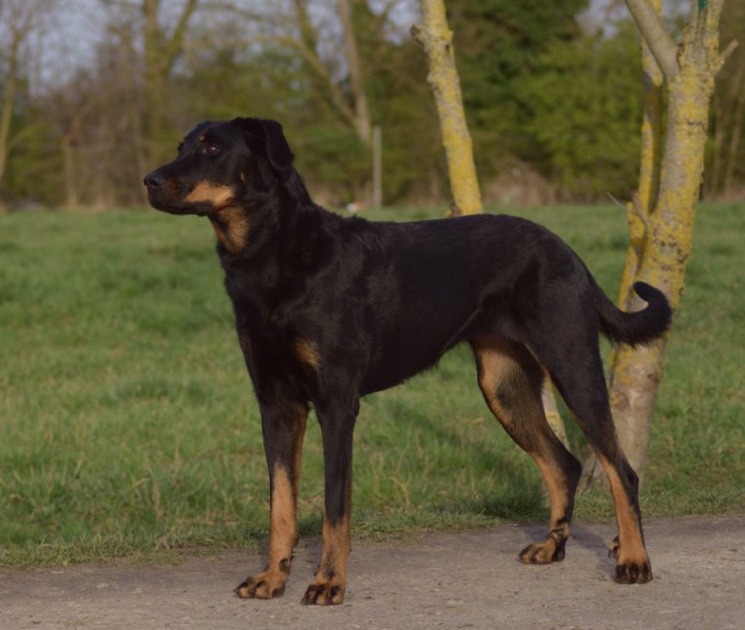 boseron какие породы собак лучше всего переносят одиночество