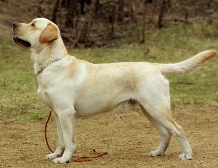labrador retriver какие породы собак лучше всего переносят одиночество