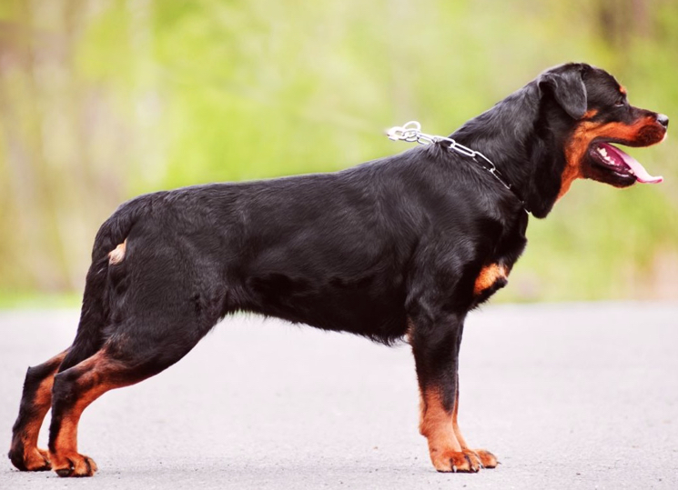 rotveyler какие породы собак лучше всего переносят одиночество