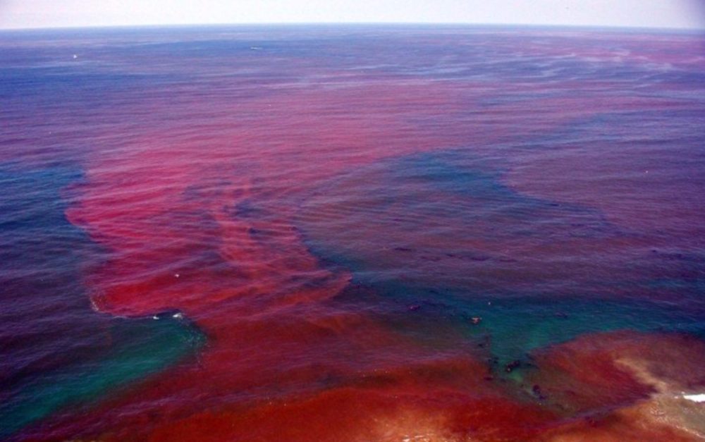 Algae bloom red ocean