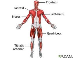 The central nervous system is made up of the brain and spinal cord. Nervous Muscular Skeletal System Human Body Systems Essay