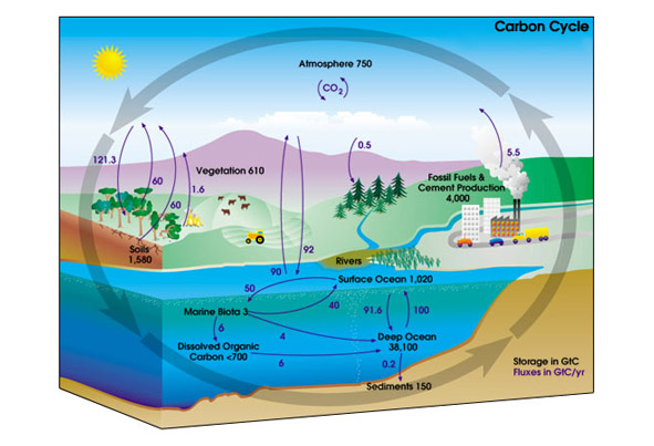 You have probably heard that human activities emit (or give off) something called carbon dioxide, which contains atmospheric carbon. The Ins and Outs of the Global Carbon Cycle