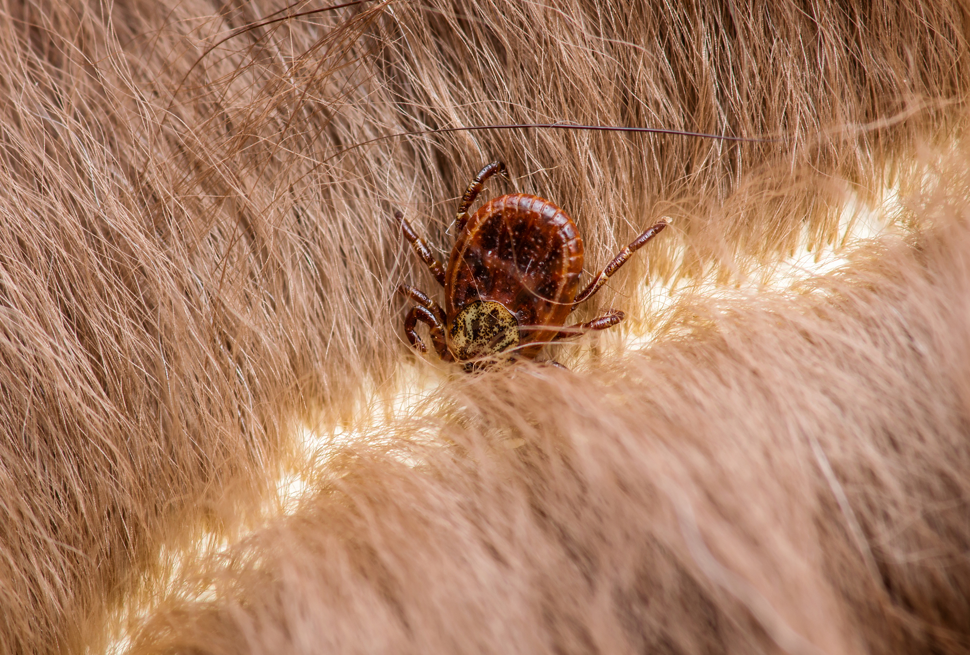 How Does a Tick Bite Cause Meat Allergies? A Study Provides New Genetic Insights