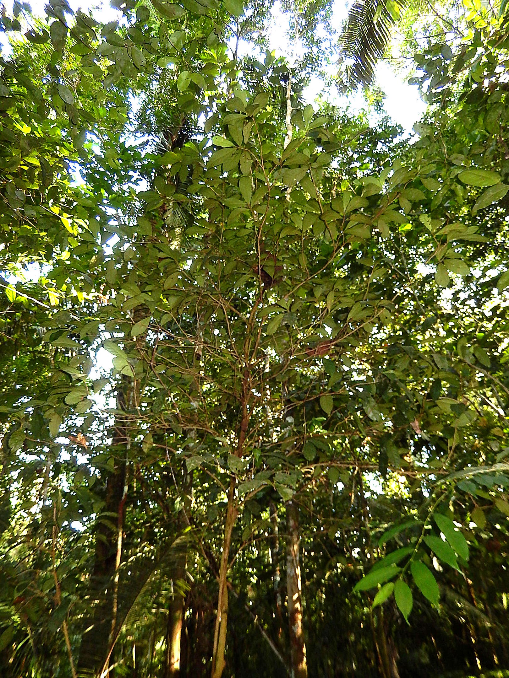 Mystery Of Manu A Strange Tree In The Amazon Rainforest Left Scientists Scratching Their Heads For 50 Years