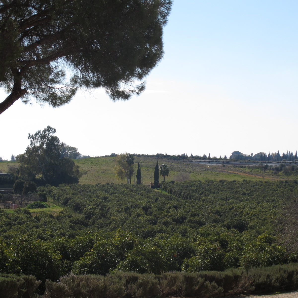 Seville orange season farm visit, tapas festival, flavoured goodies
