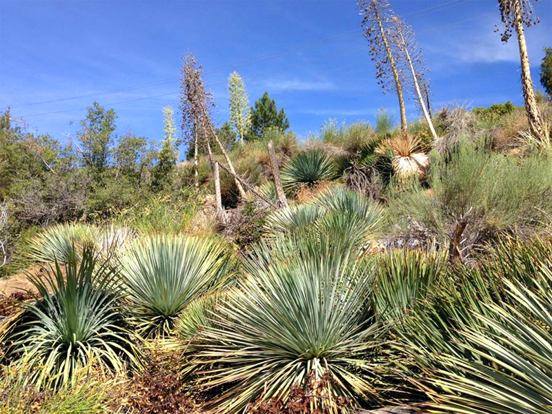 Yucca Plant of Many Uses 08152013