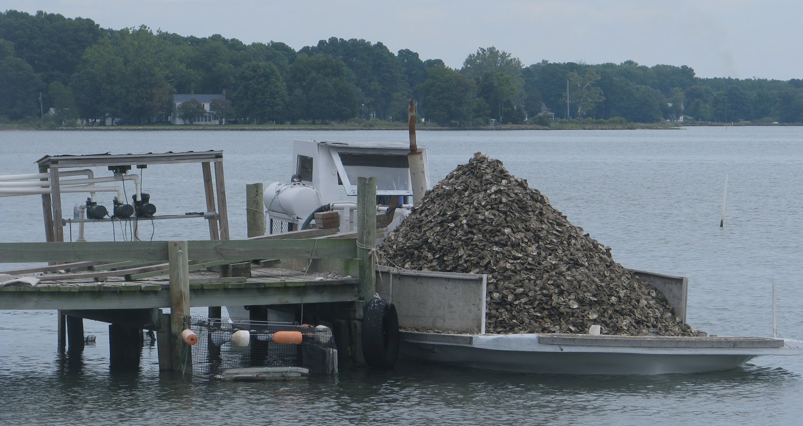 Services | Sea Farms - seafood processing & oyster farms | Chesapeake Bay
