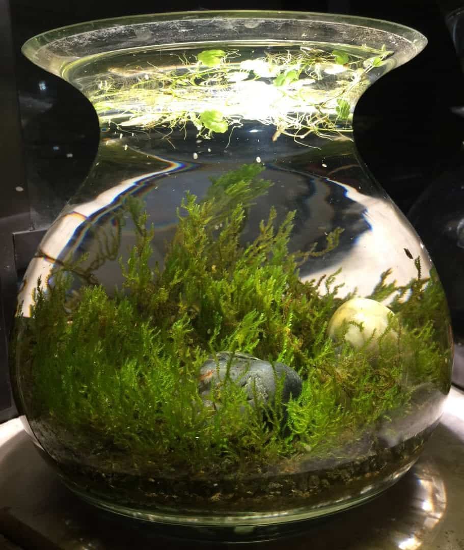SelfSustaining Ecosystem Jarrarium Guides SelfSustaining Ecosystem