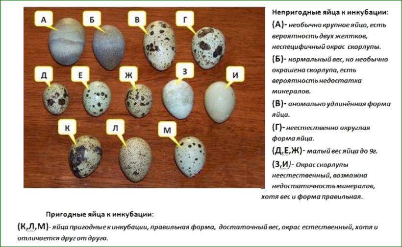Инкубатор для выведения перепелов. Нужен ли инкубатор для перепелов в домашних условиях? Инкубатор для перепелов из ведра