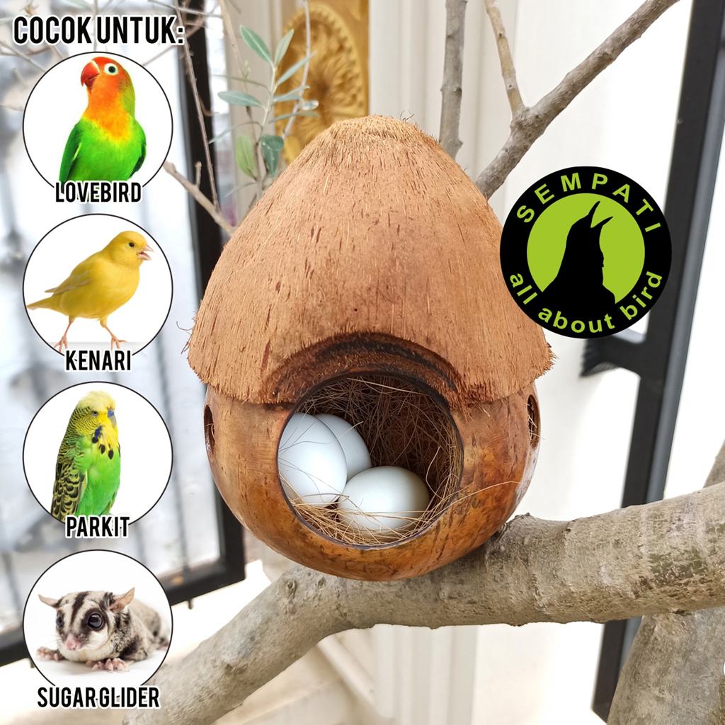 Glodok Bajing Jambul Glodok Burung Lovebird Kenari Parkit Sarang Rumah Tempat Tidur Sugar Glider Gelodok Glodok Sarang Tempat Bertelur Burung Gdjmbl – Sempati Bird Shop 1024_X_1024_jpg