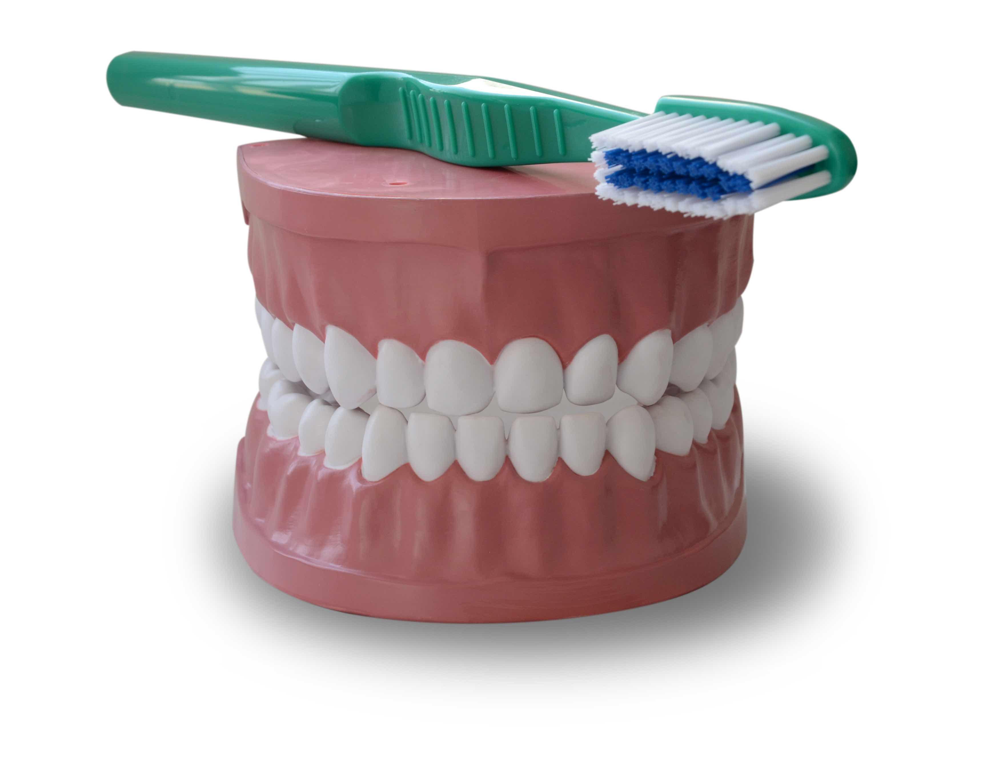 Modèle enseignement hygiène