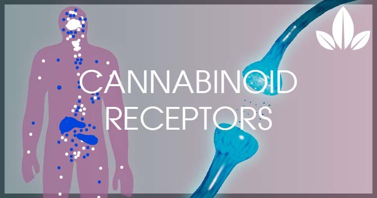 Receptores De Cannabinoides CB1 Y CB2 Sensitive CBD