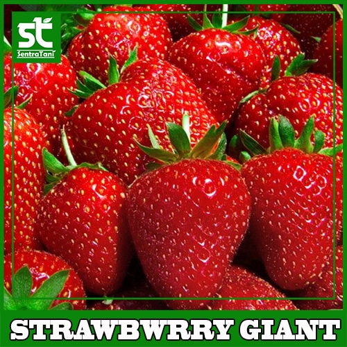 Jual bibit pohon strawberry red giant australia jumbo tanaman buah jumbo dengan harga . Jual Benih Strawberry Giant 100 Biji Sentratani Com