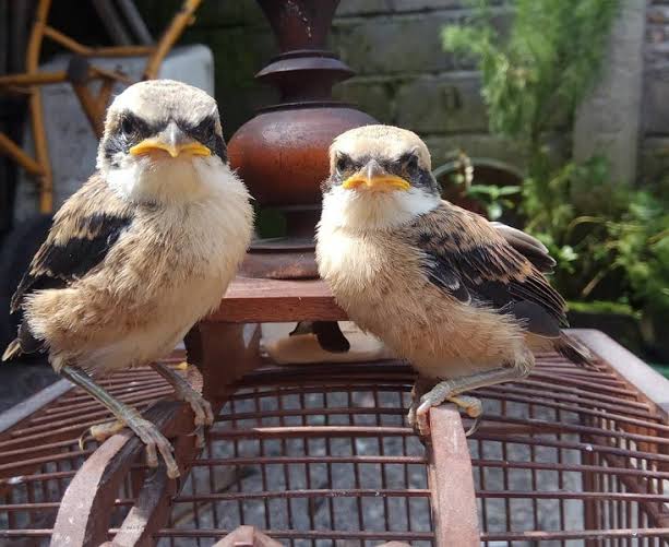 Cendet Madura, Langka Dan Jadi Buruan – Seputar Jatim 501_x_613_jpg